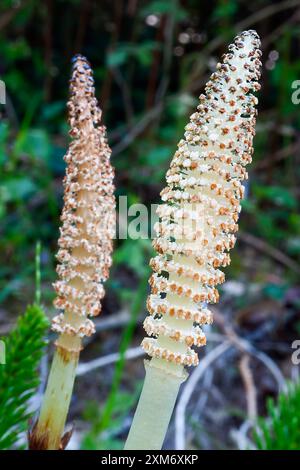 Großer Schachtelhalm (Equisetum telmateia), Equisetaceae. Krautiger Farn, Wildpflanze. Stockfoto