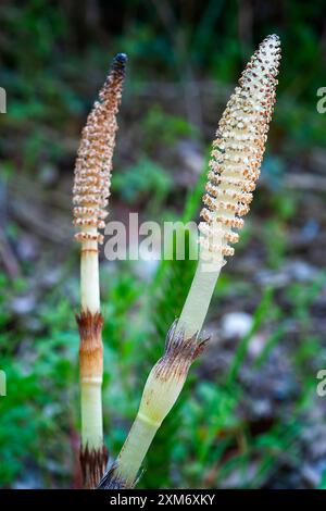 Großer Schachtelhalm (Equisetum telmateia), Equisetaceae. Krautiger Farn, Wildpflanze. Stockfoto