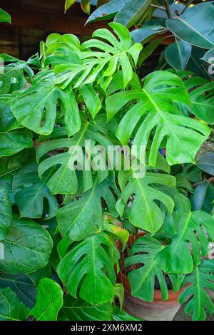 Schweizer Käsepflanze (Monstera deliciosa), Araceae. Immergrüner Kletterstrauch. Zierpflanze im Innenbereich, ungewöhnliche Blume. Stockfoto