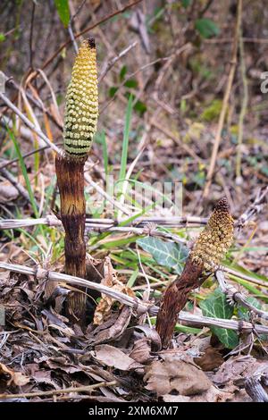 Großer Schachtelhalm (Equisetum telmateia), Equisetaceae. Krautiger Farn, Wildpflanze. Stockfoto