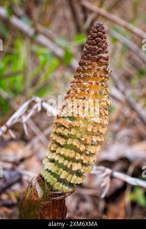 Großer Schachtelhalm (Equisetum telmateia), Equisetaceae. Krautiger Farn, Wildpflanze. Stockfoto