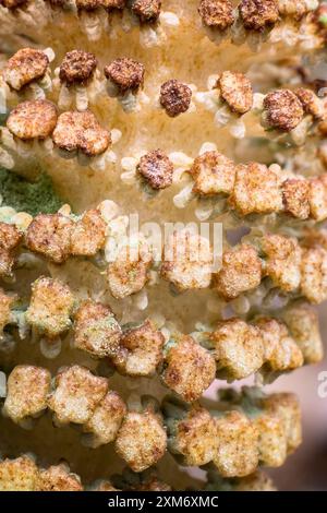 Großer Schachtelhalm (Equisetum telmateia), Equisetaceae. Krautiger Farn, Wildpflanze. Stockfoto