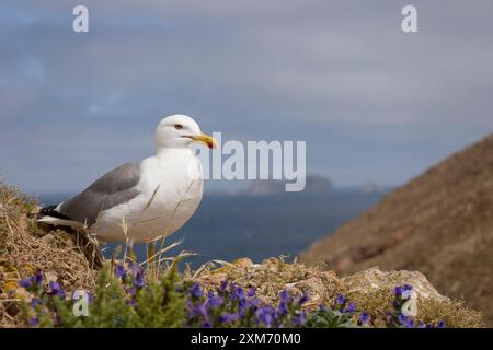 Möwen auf der Insel Berlenga Grande, Berlengas-Inseln, Portugal Stockfoto