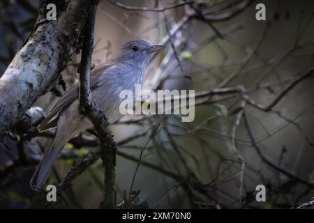 Eine graue Krabbeldrossel, die auf einem Baumzweig thront Stockfoto