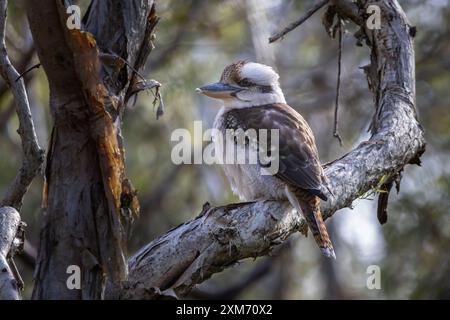 Ein lachender Kookaburra auf einem Baum Stockfoto