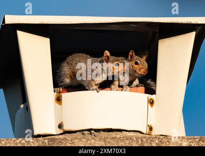 Zwei Eichhörnchen in einem Nest aus einem verlassenen Schornstein Stockfoto