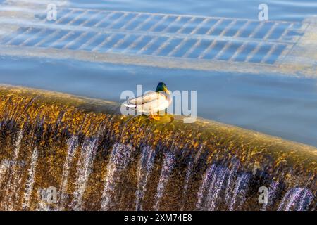 Eine Ente sitzt auf einem Überlauf auf einem See Stockfoto