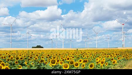 Sonnenblumenfeld mit Windrädern vor blauem bewölktem Himmel, Alzey, Rheinland-Pfalz, Deutschland Stockfoto