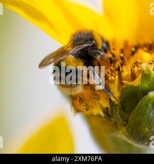 Nahaufnahme einer Hummel auf einer Sonnenblume in einem Londoner Garten, Großbritannien Stockfoto