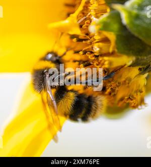 Nahaufnahme einer Hummel auf einer Sonnenblume in einem Londoner Garten, Großbritannien Stockfoto