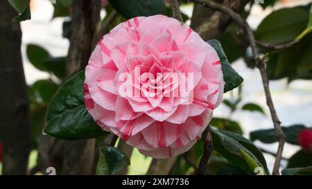 Schöne lebendige rosa japanische Kamelienblüten von (Camelia japonica) Stockfoto