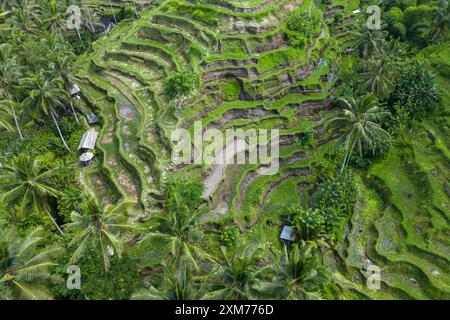 Aus der Vogelperspektive auf die Tegallalang Reisterrasse mit Kokospalmen, Tegallalang, Gianyar, Bali, Indonesien Stockfoto
