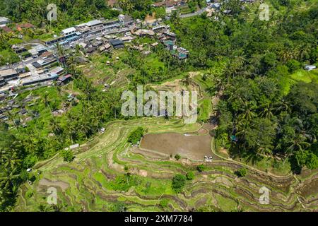 Aus der Vogelperspektive auf die Tegallalang Reisterrasse mit Kokospalmen und eine Straße mit Geschäften, Tegallalang, Gianyar, Bali, Indonesien Stockfoto