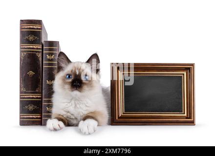 Niedliches Ragdoll-Kätzchen, das mit Blick nach vorne zwischen alten Büchern liegt und mit einem Rahmen gefüllt ist, der mit Tafel gefüllt ist, die in die Kamera blickt, mit typischen blauen Augen der Rasse. Stockfoto