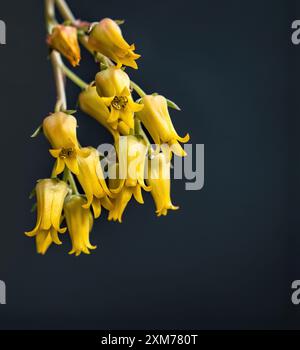 Schöne gelbe echeveria sagitta saftige Blüten mit schwarzem Hintergrund. Nahaufnahme der Kaktusblüte. Tiefenschärfe und Unschärfe werden absichtlich vorgenommen Stockfoto