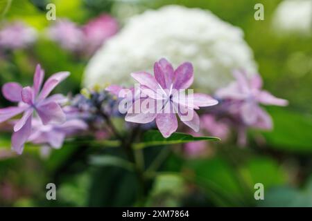 Vordergrundblumen dekorieren einen Bokeh White Bloom Hintergrund Stockfoto