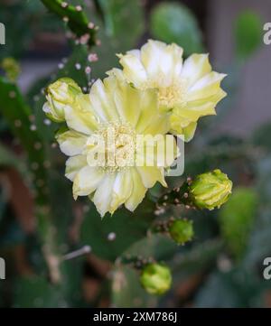 Schöne Kaktusblüten mit schwarzem Hintergrund. Nahaufnahme der Kaktusblüte. Tiefenschärfe und Unschärfe werden absichtlich vorgenommen Stockfoto