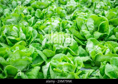 Frische Bio-Grünblätter Salatpflanze im hydroponischen Gemüsebausystem Stockfoto