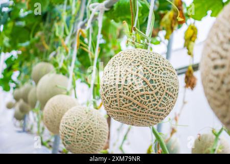 Frische grüne japanische Melonen, die im Bio-Gewächshausgarten wachsen Stockfoto