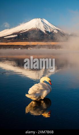 White Swan mit Mount Fuji am Yamanaka-See, Yamanashi, Japan Stockfoto