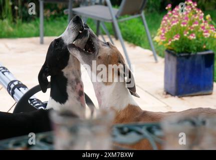 Zwei schöne reinrassige Hunde genannt Greyhounds Stockfoto
