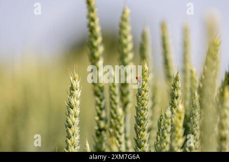 Roter Weichkäfer an einem Weizenohr Stockfoto