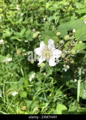 Die Hecke brabbelt an einem warmen, sonnigen Tag in North Yorkshire, England, Großbritannien. (Rubus fruticosus) Hardy und entschlossen, der Brombeere benutzt mächtige Stockfoto