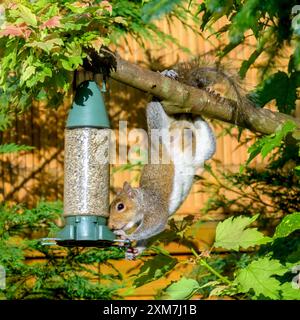 Juvenile graue Eichhörnchen mit dünnem, schmutzigem Schwanz, der kopfüber auf dem Futterhäuschen hängt Stockfoto