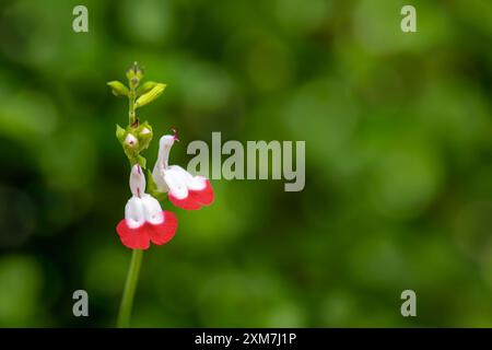 Salvia 'Hot Lips' blüht vor diffusem Hintergrund mit Bokeh. Stockfoto