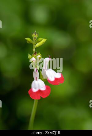 Salvia 'Hot Lips' blüht vor diffusem Hintergrund mit Bokeh. Stockfoto