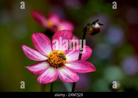 Dahlienblüte, Sorte Dahlia Dahlegria Magenta Bicolour, mit Honigbiene, die sich von Pollen ernährt, und Dahlienknospen am Stiel Stockfoto