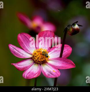 Dahlienblüte, Sorte Dahlia Dahlegria Magenta Bicolour, mit Honigbiene, die sich von Pollen ernährt, und Dahlienknospen am Stiel Stockfoto