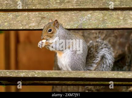 Graues Eichhörnchen isst Erdnüsse auf der Gartenbank Stockfoto