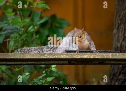 Graues Eichhörnchen isst Vogelfutter von einem Tablett auf der Bank Stockfoto