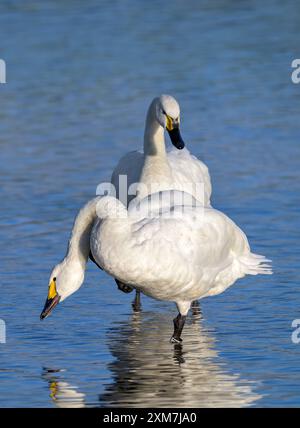 Bewicks Schwäne stehen im Wasser mit teilweiser Reflexion Stockfoto