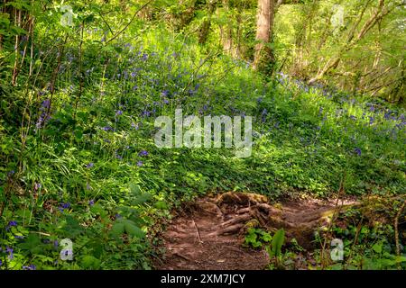 Bluebells im Prior's Wood, in der Nähe von Portbury, Bristol im Frühling Stockfoto