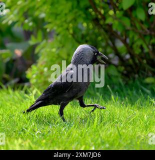 Jackdaw stolziert (oder spaziert) im Garten im Frühling an hellen sonnigen Tagen Stockfoto