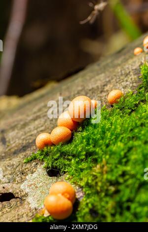 Orangenroter Schleimpilz Lycogala Epidendrum im Herbstwald. Stockfoto