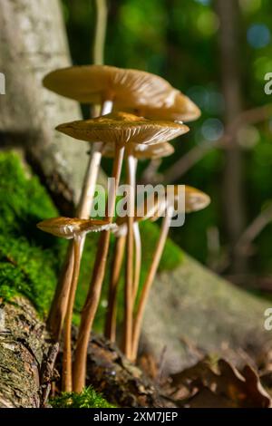 Essbare Pilze Hymenopellis radicata oder Xerula radicata auf einer Bergwiese. Auch bekannt als Wurzelpilz oder Wurzelstiel. Wildpilze wachsen Stockfoto