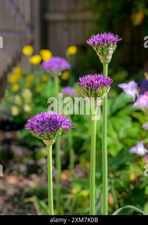 Riese allium, auch Riesenzwiebel genannt, mit Blumenköpfen, die sich gerade in einer Hütte im Gartenstil öffnen Stockfoto