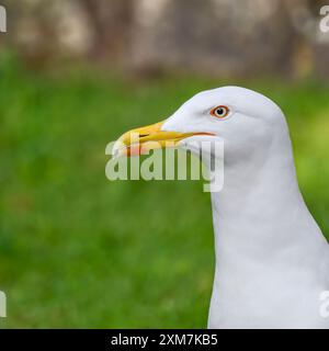 Nahaufnahme eines Kopffotos einer Lesser Black Backed Möwe im Garten, die deutlich einen orangen Fleck auf dem unteren Schnabel und einen orangen Ring um das Auge zeigt Stockfoto