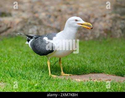 Kleine Schwarzmöwe oder Möwe, die kleine Hundekekse/Hundegrits im Garten ernährt Stockfoto