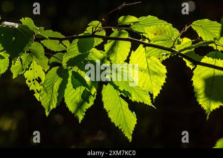 Grüne Hainbuchenblätter, im Sommer unter dem Baum gesehen. Stockfoto