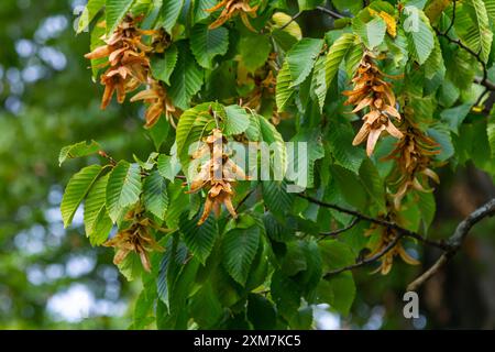 Zweige der Hainbuche, Art des Carpinus betulus, oder gewöhnliche Hainbuche mit grünen Blättern und Reifen Samen in den braunen dreispitzigen Blattinvolucres Stockfoto