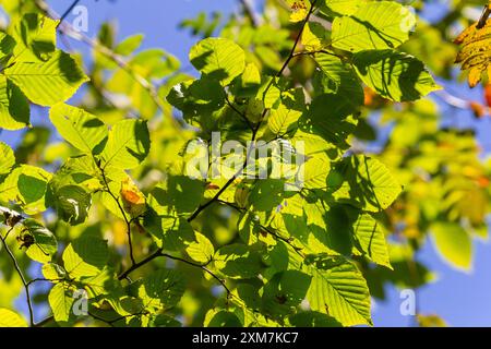 Grüne Hainbuchenblätter, im Sommer unter dem Baum gesehen. Stockfoto