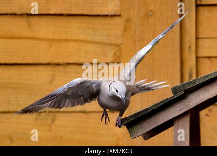 Eine Taube mit Kragen im Flug, die mit einer Klaue am Rand des hölzernen Vogelhauses landet Stockfoto