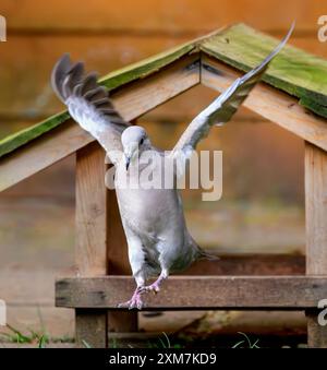 Taube mit Kragen, die mit ausgestreckten Flügeln landet Stockfoto