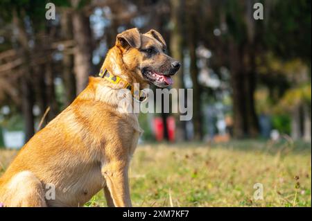 Ein Hund läuft im Park. Spazieren mit einem glücklichen Hund im Park Stockfoto