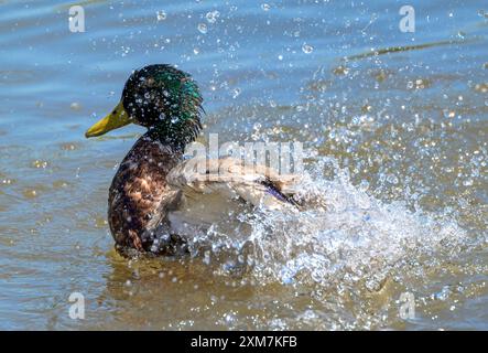 Stockente plätschert herum, nahm Herritots Bridge, Chew Valley Lake, West Harptree, Bristol, UK Stockfoto