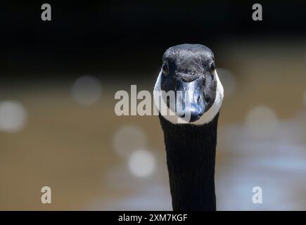 Nahaufnahme der Kanadischen Gans (Branta canadensis), manchmal auch Kanadische Gans genannt, mit Bokeh im Hintergrund Stockfoto